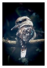 Linton Zoo 01  Kookaburro