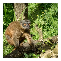 Linton Zoo 02  Lemur