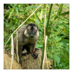Linton Zoo 03  Lemur