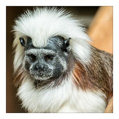 Linton Zoo 04  Lemur
