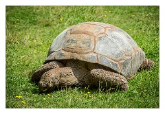 Linton Zoo 05  Giant Tortoise