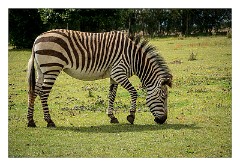 Linton Zoo 06  Zebra