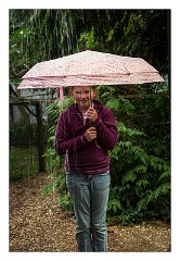 Linton Zoo 11  Jessica in the rain