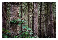 Santon Downham October 02