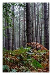 Santon Downham October 03