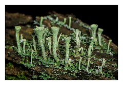 Santon Downham October 04