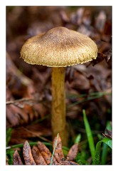 Santon Downham October 05