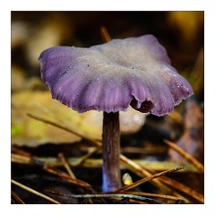 Santon Downham October 06