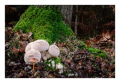 Santon Downham October 07