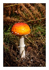 Santon Downham October 08