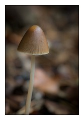 Santon Downham October 09