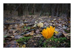 Santon Downham October 10