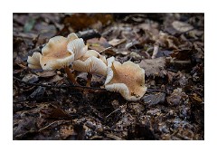 Santon Downham October 11