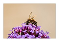 East Anglia Local Photography 2014