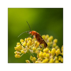 The Garden in July 02  Insect on the Dill