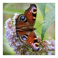 The Garden in July 03  Peacock Butterfly