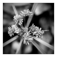 The Garden in July 04  Grasses