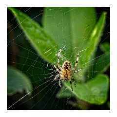 The Garden in July 05  Spider