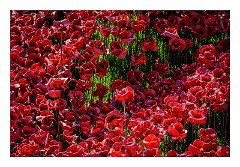 London November 10  Poppies