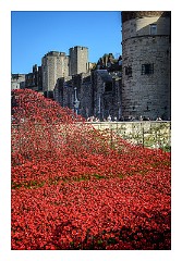 London November 14  Blood Swept Lands and Seas of Red at the Tower of London, marking one hundred years since the first full day of Britain's involvement in the First World War. Created by ceramic artist Paul Cummins, with setting by stage designer Tom Piper, 888,246 ceramic poppies will progressively fill the Tower's famous moat over the summer. Each poppy represents a British military fatality during the war.  The poppies will encircle the iconic landmark, creating not only a spectacular display visible from all around the Tower but also a location for personal reflection. The scale of the installation intends to reflect the magnitude of such an important centenary creating a powerful visual commemoration.