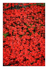 London November 15  The Ceramic poppies