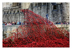 London November 19  The evolving installation Blood Swept Lands and Seas of Red as it continues to grow throughout the summer until the moat is filled with 888,246 ceramic poppies, each poppy representing a British fatality during the First World War.