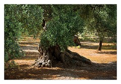 Puglia Monopoli Area 09  The Olive Trees