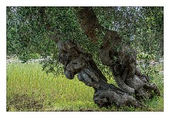 Puglia Monopoli Area 10  Old Olive Tree