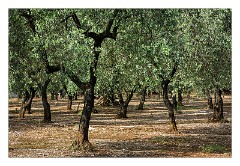 Puglia Monopoli Area 11  Younger Olive Trees