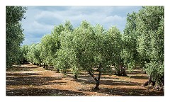 Puglia Monopoli Area 12  Olive Trees