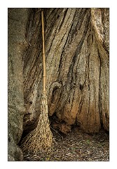 Puglia Monopoli Area 13  Broom in the Trunk of an Olive Tree