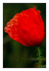 Puglia Monopoli Area 16  Poppy