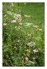 Puglia Monopoli Area 17  Wild Flowers