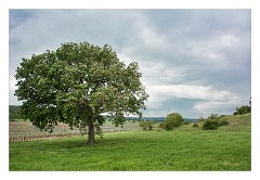 Puglia Monopoli Area 19  The Lone Tree