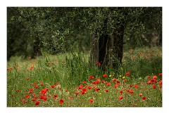 Puglia Monopoli Area 22  Olive Trees and Poppies