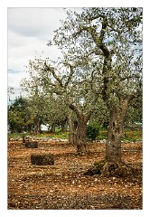 Puglia Monopoli Area 23  Olive Orchard