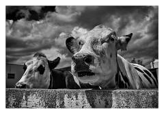 Puglia Monopoli Area 35  Animals at the Cheese Factory