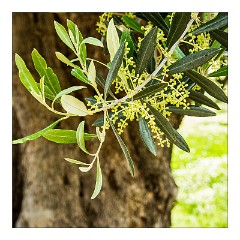 Puglia Monopoli Area 36  A Branch of Young Olives