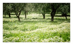 Puglia Monopoli Area 37  Olive Grove at the Cheese Factory with a Carpet of White Flowers