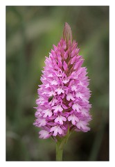 Puglia Monopoli Area 41  Orchid