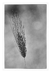 Puglia Monopoli Area 42  A Grass