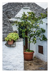 Puglia Monopoli Area 62  Lemon Tree outside the Front Door Alberobello