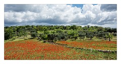 Puglia Monopoli Area 71  Travelling South a scene of Poppies