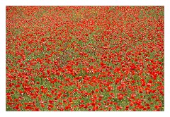 Puglia Monopoli Area 72  Poppy Explosion