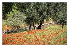 Puglia Monopoli Area 73  Poppies and Olive Trees
