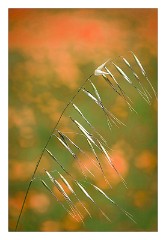 Puglia Monopoli Area 74  Grass amongst the Poppies
