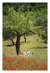 Puglia Monopoli Area 75  Poppies and Olive Trees