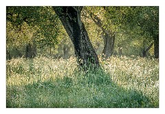 Puglia Lecce Area 011  Sun Rising on a Misty Morning in the Olive Groves with heavy Dew on the Grasses