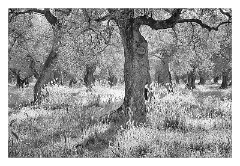 Southern Puglia - Lecce area