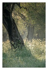 Puglia Lecce Area 013  Sun Rising on a Misty Morning in the Olive Groves with heavy Dew on the Grasses